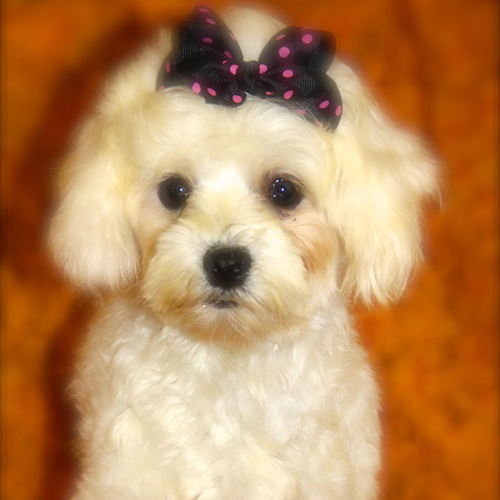 maltese-mom-1 maltese-mom-1
