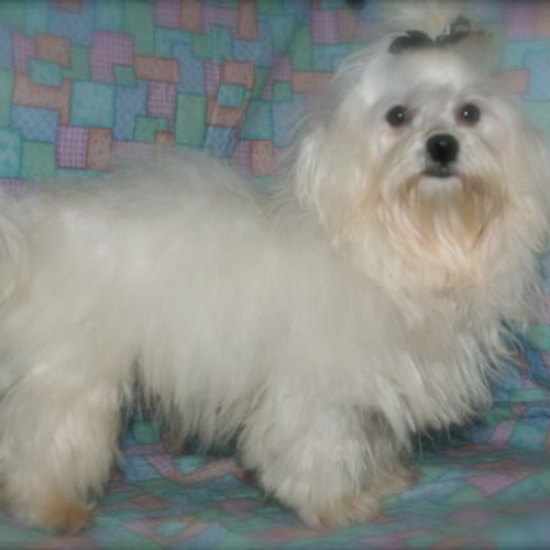 maltese-mom1 maltese-mom1