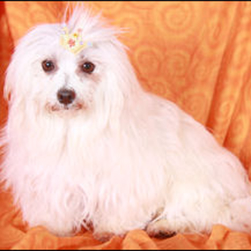 maltese_female1 maltese_female1