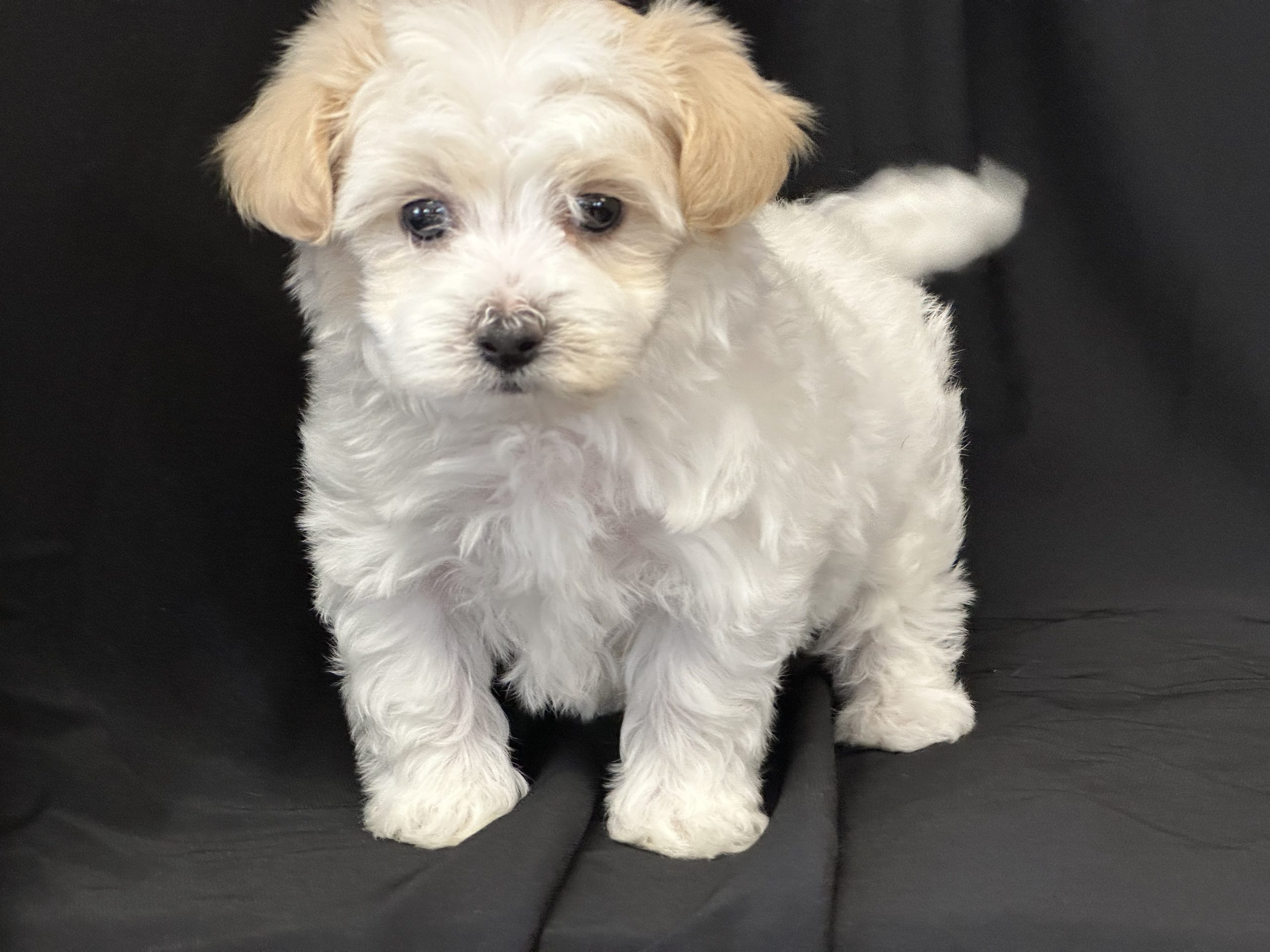 Puppies for sale - Maltipoo Puppies n More