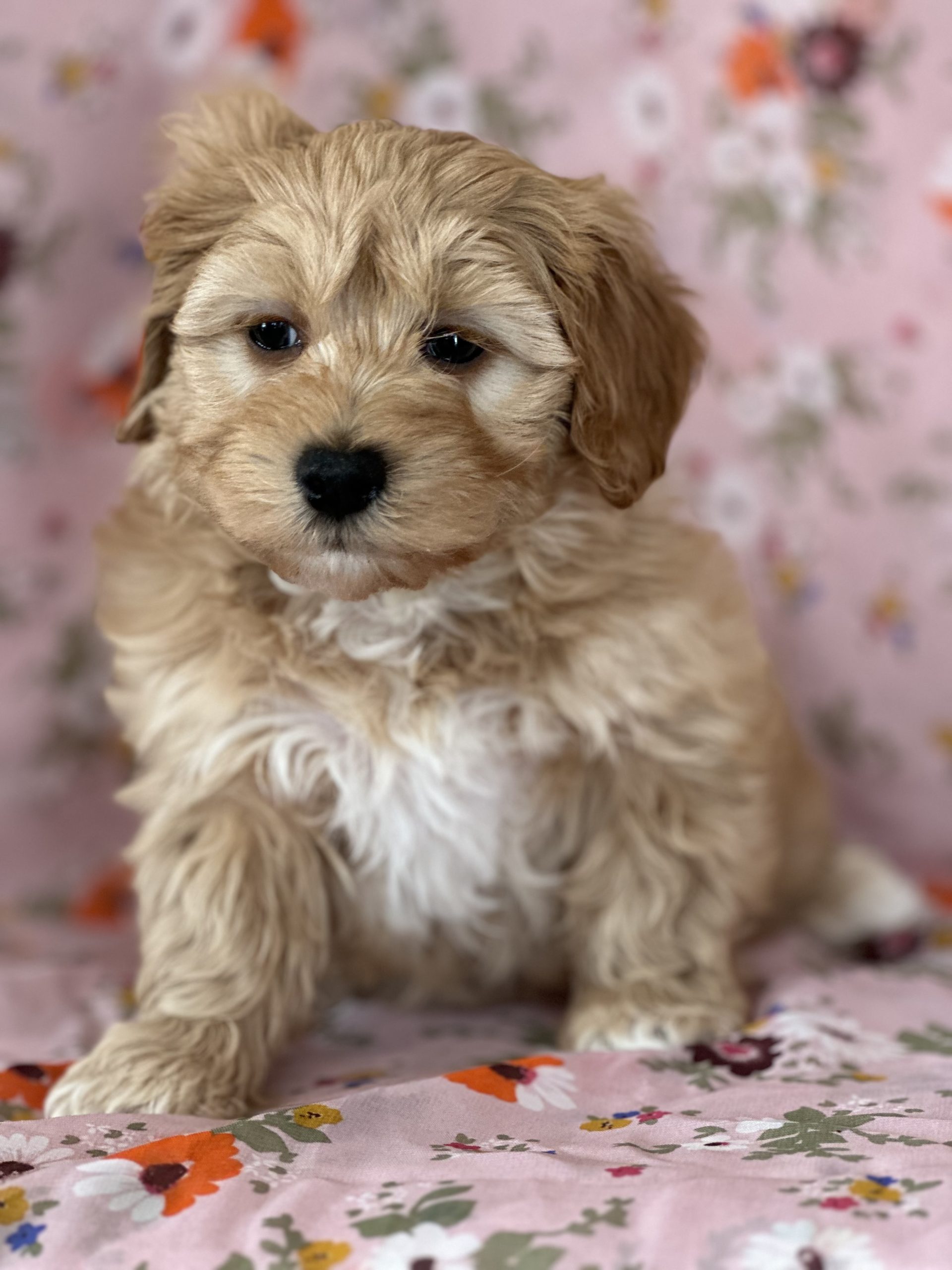 Maltipoo puppies best sale n more