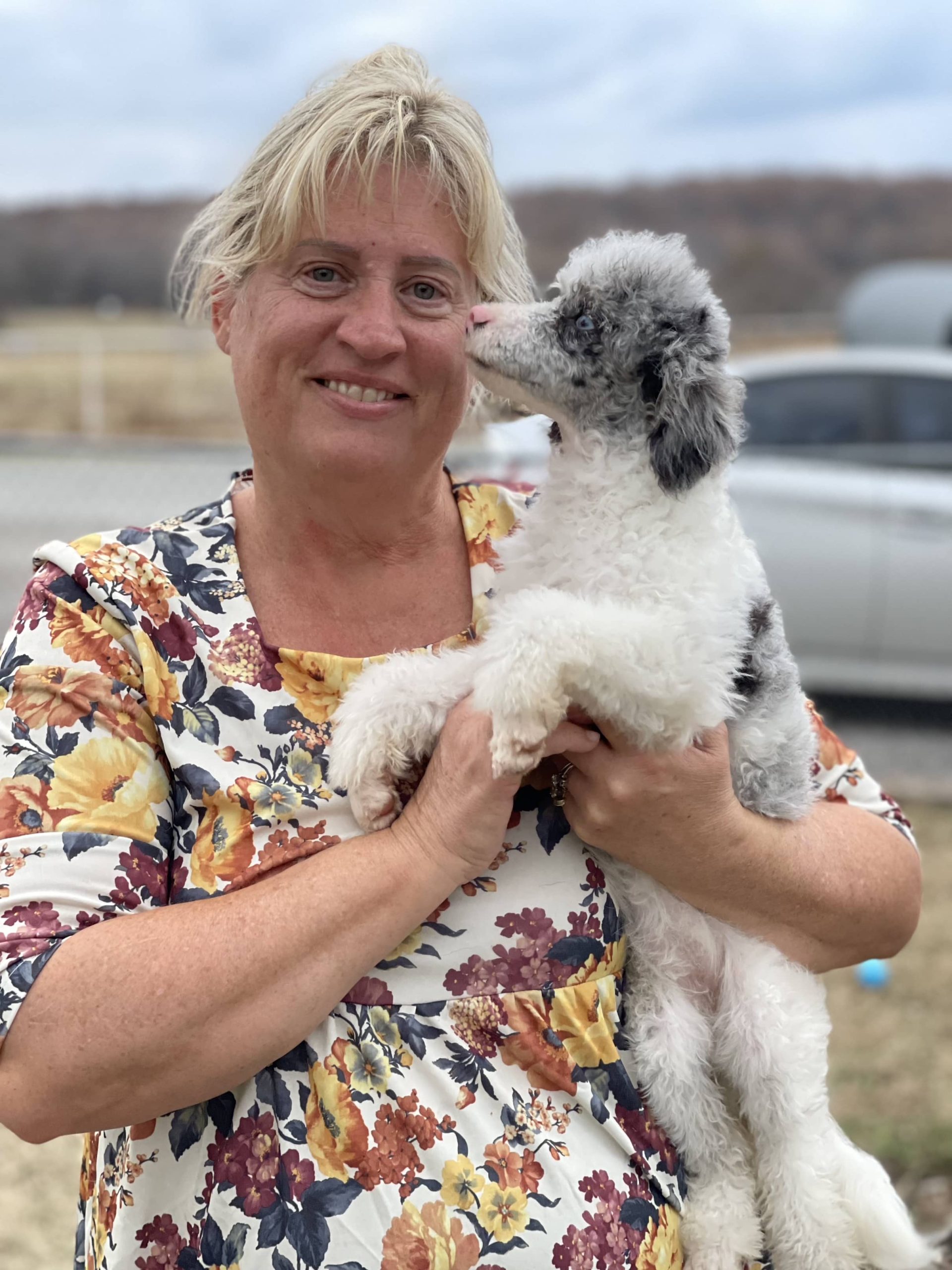 MILO - Maltipoo Puppies n More