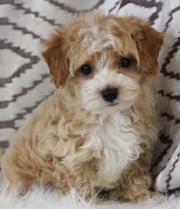 Gallery – Maltipoo Puppies n More