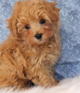 Gallery – Maltipoo Puppies n More